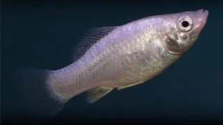 Poecilia latipinna snow white