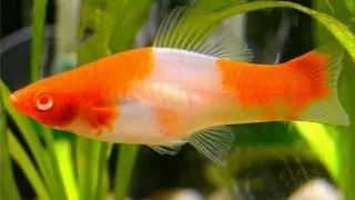 Xiphophorus helleri koi albin