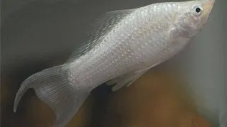Poecilia latipinna silver molly lyra