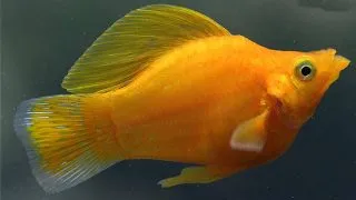 Poecilia latipinna ballon molly lyra golden