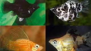 Poecilia latipinna mix