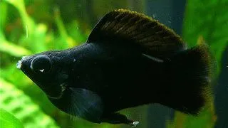 Poecilia latipinna ballon molly black