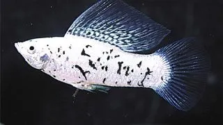 Poecilia velifera marble sailfin molly