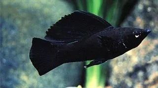Poecilia velifera black