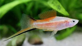 Xiphophorus helleri pineaple