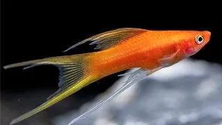 Xiphophorus helleri mix lyretail hifin