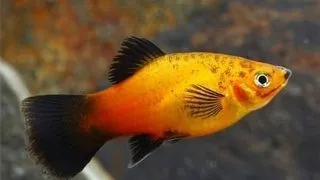 Xiphophorus maculatus apple