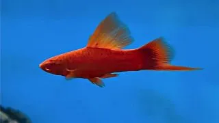 Xiphophorus helleri Wien Broccoli