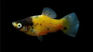 Xiphophorus mac bumble bee
