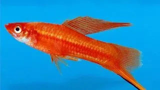 Xiphophorus helleri wien simpson