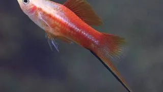 Peste Xiphophorus hel. red moon