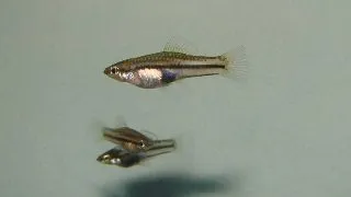 Xiphophorus pygmaeus