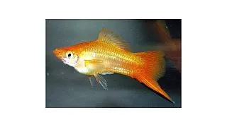 Xiphophorus helleri golden commet