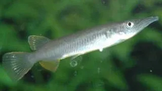 Dermogenys sp. silver