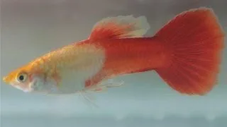 Guppy red sapphire