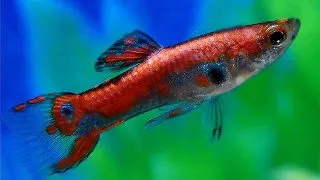 Poecilia endler red rainbow