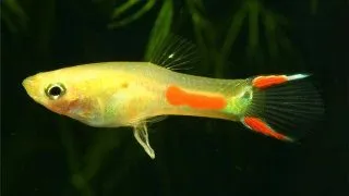Poecilia endler blonde