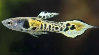 Poecilia endler tiger