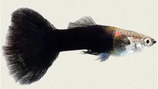 Guppy tuxedo black