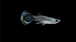 Guppy blue cobra