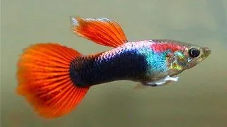 Guppy red neon