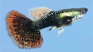 Guppy tuxedo red dragon