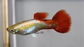 Guppy tuxedo bronze