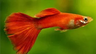 Guppy full red