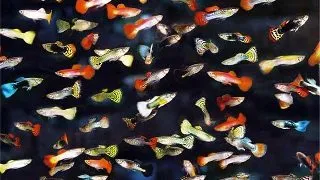 Guppy Mix