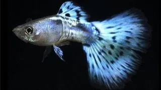 Guppy snakeskin blue delta