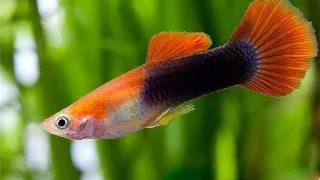 Guppy Red mix