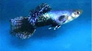 Guppy blue jeans