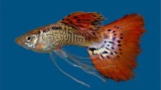 Guppy Red Cobra