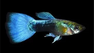 Guppy blue neon
