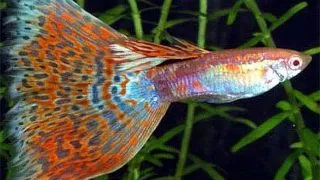 Guppy triangle