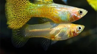 Guppy golden cobra