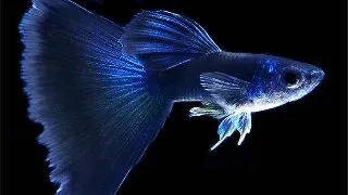 Guppy Blue