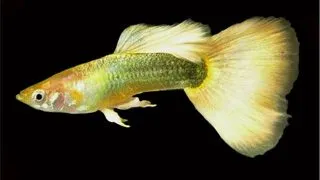 Guppy german yellow