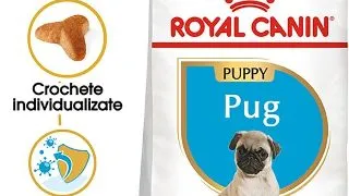 Royal Canin Pug Puppy hrana uscata caine junior, 1.5 kg