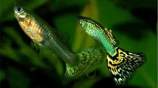 Guppy green cobra