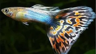 Guppy multicolor
