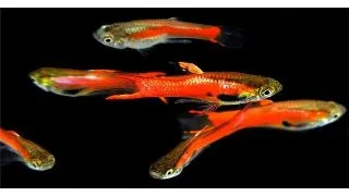 Poecilia endler red