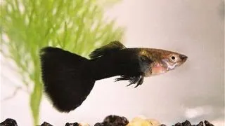 Guppy black
