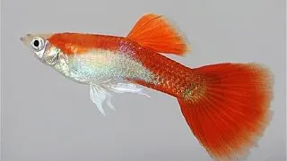 Guppy red blond