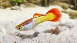Guppy flame