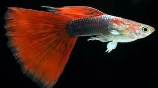 Guppy tuxedo red