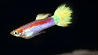 Guppy laser ray