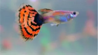 Guppy dragon tail