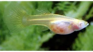 Guppy yellow taxi red belly