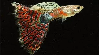 Guppy mosaic
